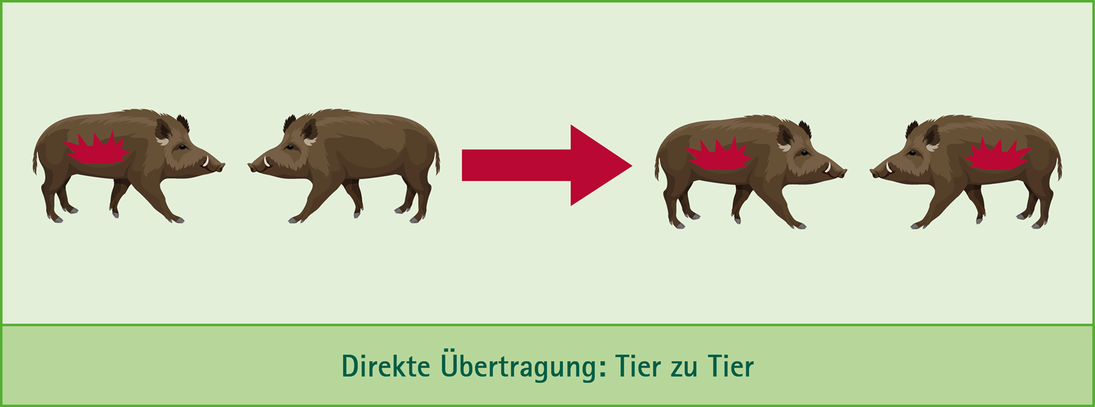 Dargestellt ist in einer Grafik die Übertragung von Tier zu Tier - gestaltet mit einem roten Pfeil vom kranken zum gesunden Tier. 