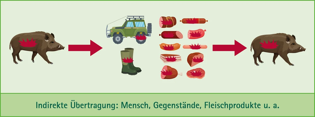 Dargestellt ist in einer Grafik die Übertragung von Tier zu Tier - gestaltet mit einem roten Pfeil vom kranken über Essen bzw. verschiedene Gegenstände zum dann auch kranken Tier.