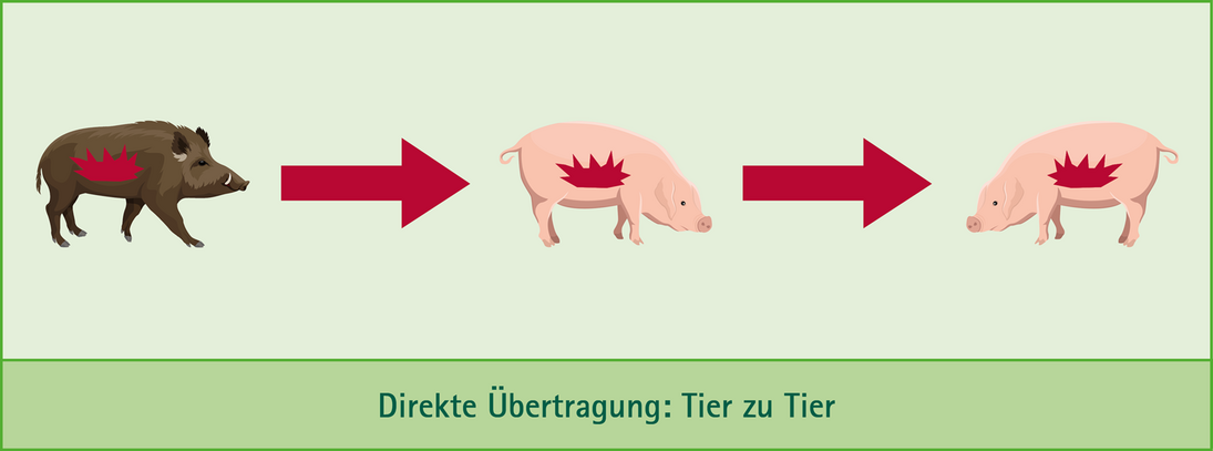 Zu sehen ist die Übertragung von einem kranken Wildschwein auf ein bisher gesundes Hausschwein, das wiederum zu Fleisch verarbeitet wird.