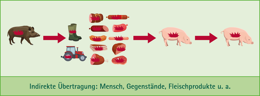 Zu sehen ist die Übertragung von einem kranken Wildschwein über verschiedene Gegenstände auf ein bisher gesundes Hausschwein, das wiederum zu Fleisch verarbeitet wird.