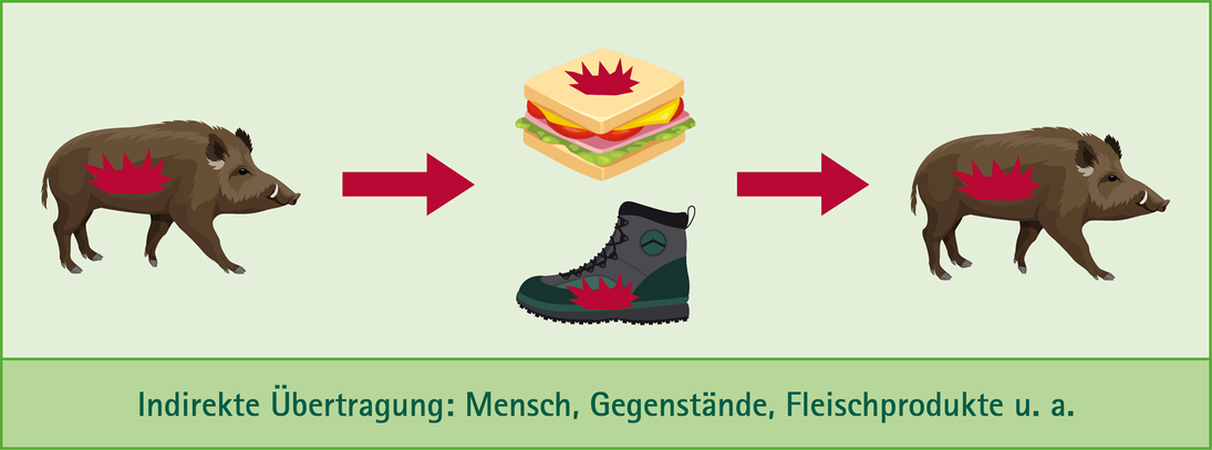 Zu sehen ist die Übertragung von einem kranken Wildschwein auf ein bisher gesundes Wildschwein, über Wanderschuhe oder Essensreste.