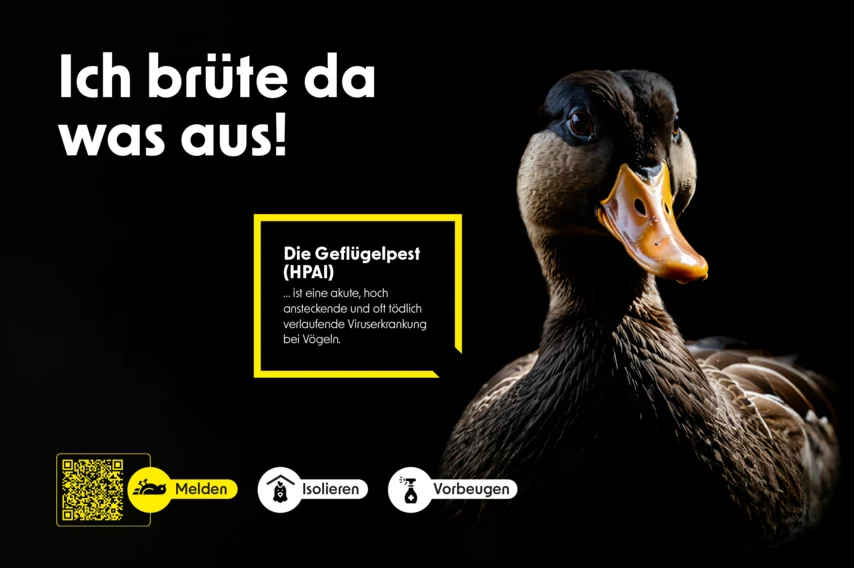 Das Bild zeigt eine Ente. Der Text »Ich brüte da was aus!« warnt vor Geflügelpest (HPAI). Symbole darunter: »Nicht berühren«, »Nicht füttern«, »Melden« per QR-Code.