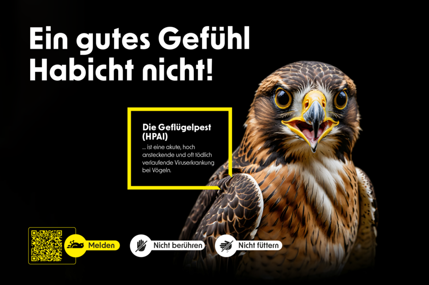 Animierte Darstellung eines Habichts mit dem Spruch: "Ein gutes Gefühl Habicht nicht!"