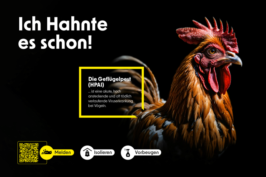 Das Bild zeigt einen Hahn. Der Text »Ich Hahnte es schon!« warnt vor Geflügelpest (HPAI). Symbole darunter: »Nicht berühren«, »Nicht füttern«, »Melden« per QR-Code.