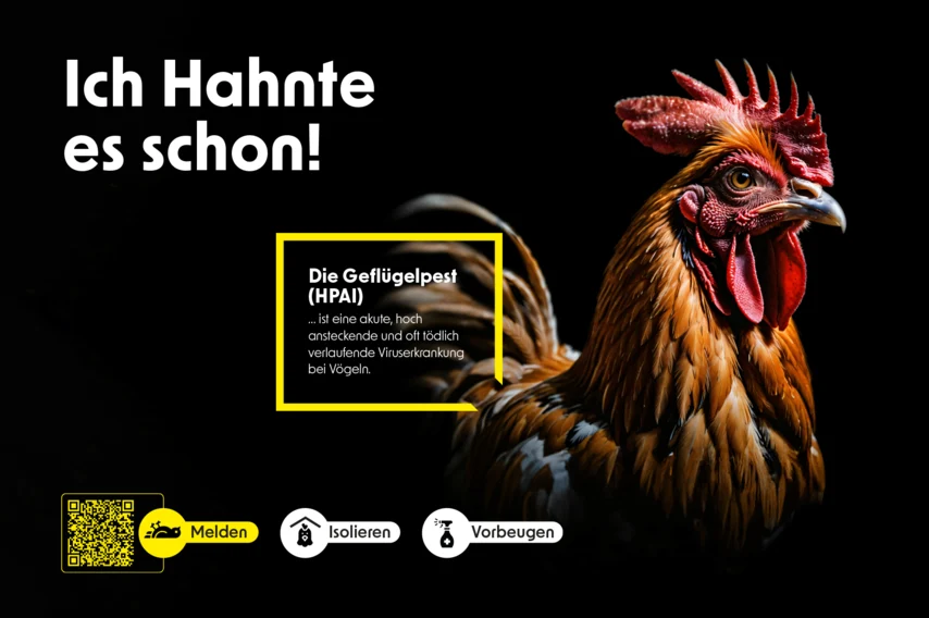 Das Bild zeigt einen Hahn. Der Text »Ich Hahnte es schon!« warnt vor Geflügelpest (HPAI). Symbole darunter: »Nicht berühren«, »Nicht füttern«, »Melden« per QR-Code.