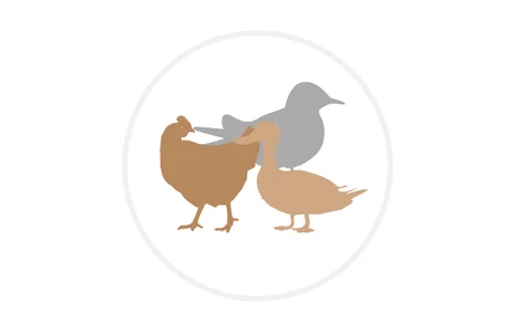 Icon: Stilisierte Henne mit Gans und grauer Taube im Hintergrund