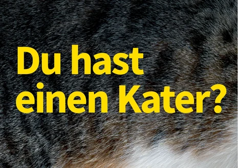 Hintergrund: Ausschnitt des Fells einer Katze (grau-schwarz gestreift). Großer, gelber Text: „Du hast einen Kater?"