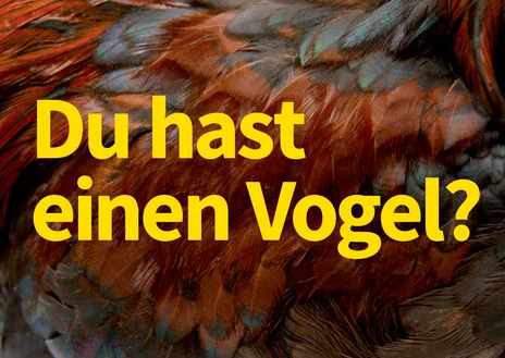 Hintergrund aus bunten Vogel Federn mit gelber Textzeile: "Du hast einen Vogel?"