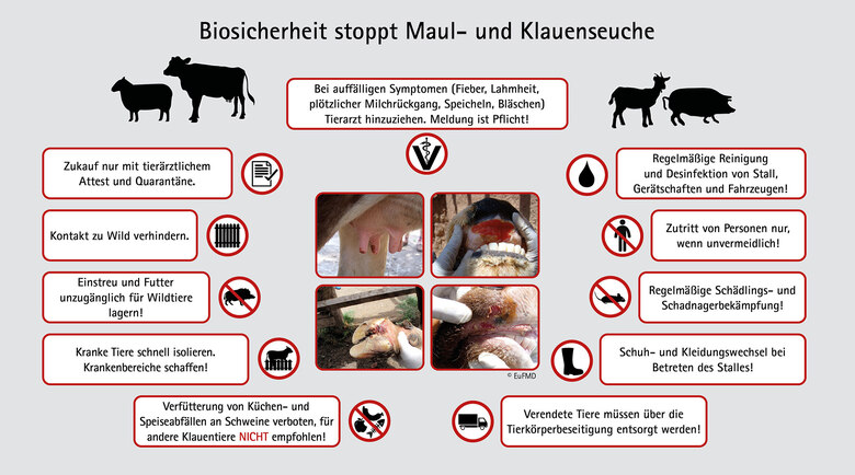 Übersicht zu den Biosicherheitsmaßnahmen, um Maul- und Klauenseuche zu verhindern