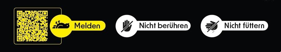 Das Bild zeigt drei Symbole auf schwarzem Hintergrund: einen QR-Code mit »Melden«, eine Hand mit »Nicht berühren« und Futter mit »Nicht füttern«. Ziel: Vorsichtsmaßnahmen vermitteln.
