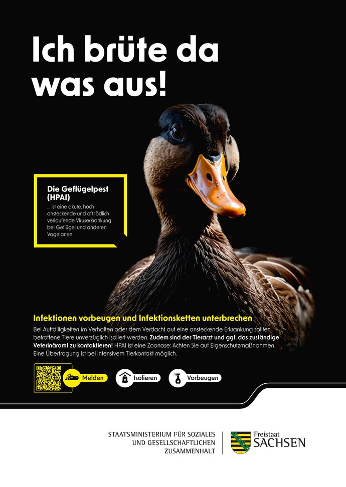 Das Bild zeigt das Kampagnen-Plakat mit einer Ente. Der Text »Ich brüte da was aus!« warnt vor Geflügelpest (HPAI). Symbole dazu: »Nicht berühren«, »Nicht füttern«, »Melden« per QR-Code.