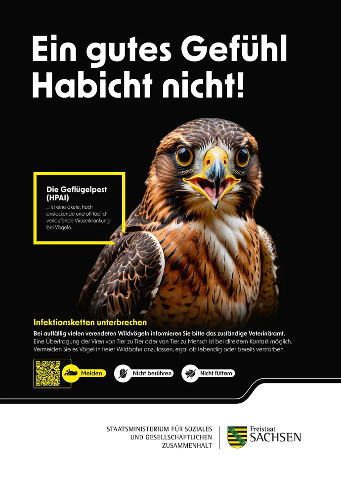Das Bild zeigt das Kampagnen-Plakat mit einem Falken. Der Text »Ein gutes Gefühl Habicht nicht!« warnt vor Geflügelpest (HPAI). Symbole dazu: »Nicht berühren«, »Nicht füttern«, »Melden« per QR-Code.