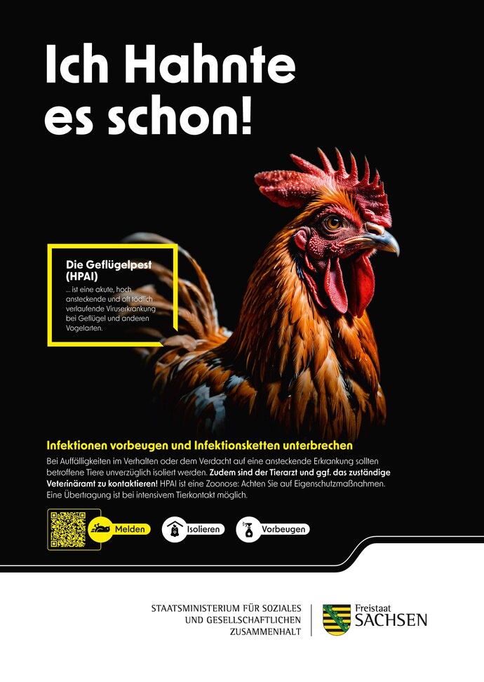 Das Bild zeigt das Kampagnen-Plakat mit einem Hahn. Der Text »Ich Hahnte es schon!« warnt vor Geflügelpest (HPAI). Symbole dazu: »Nicht berühren«, »Nicht füttern«, »Melden« per QR-Code.