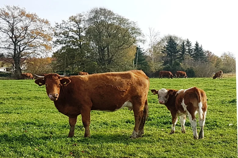 Eine Kuh steht mit Kalb auf der Weide