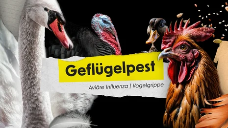 Vorschaubild zum Clip Geflügelpest. Ein Hahn, ein Schwan, eine Ente und ein Habicht sind zu sehen.