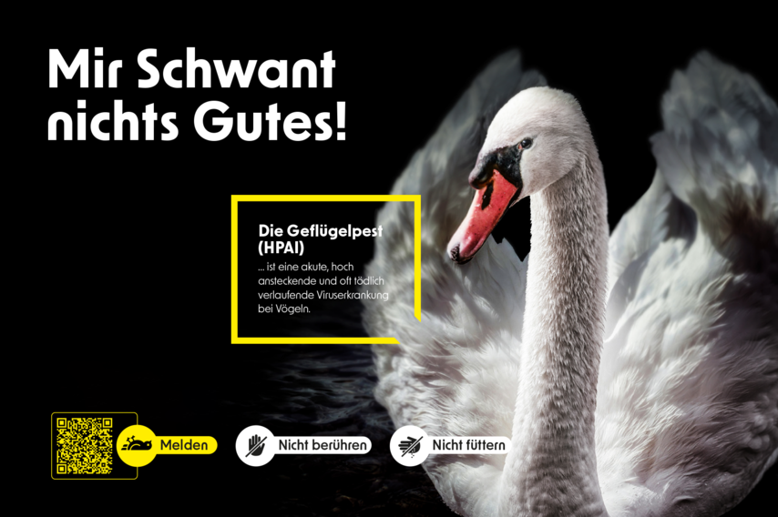 Das Bild zeigt einen Schwan. Der Text »Mir Schwant nichts Gutes!« warnt vor Geflügelpest (HPAI). Symbole darunter: »Nicht berühren«, »Nicht füttern«, »Melden« per QR-Code.