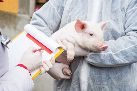 Ein kleines Schwein auf dem Arm eines Arztes. Ein anderer Arzt dokumentiert die Untersuchung.