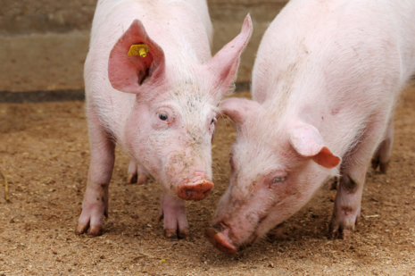 Zwei kleine Schweine fressen von einem Boden, auf dem Heu liegt. 