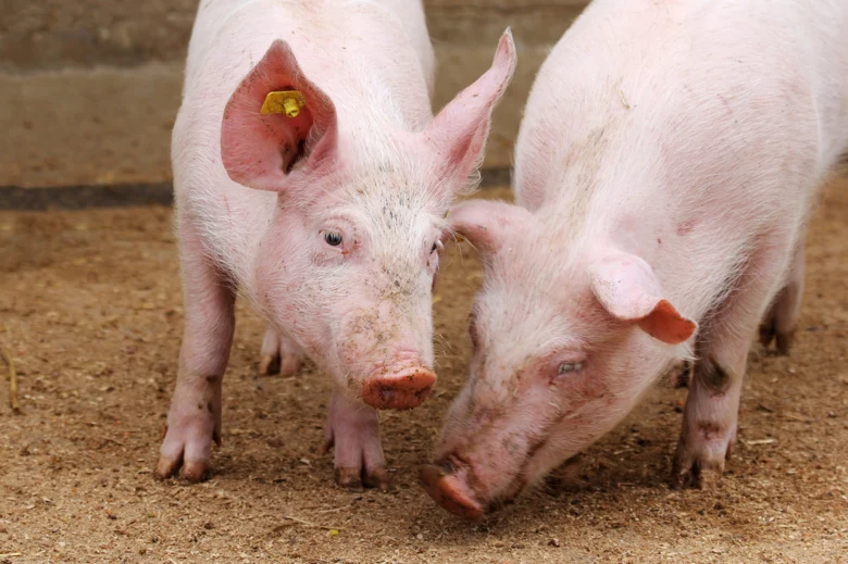 Zwei kleine Schweine fressen von einem Boden, auf dem Heu liegt.