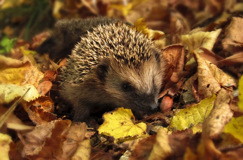 Igel im Laub