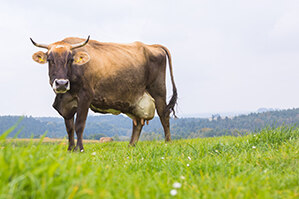 Eine Kuh steht auf einer grünen Rasenfläche