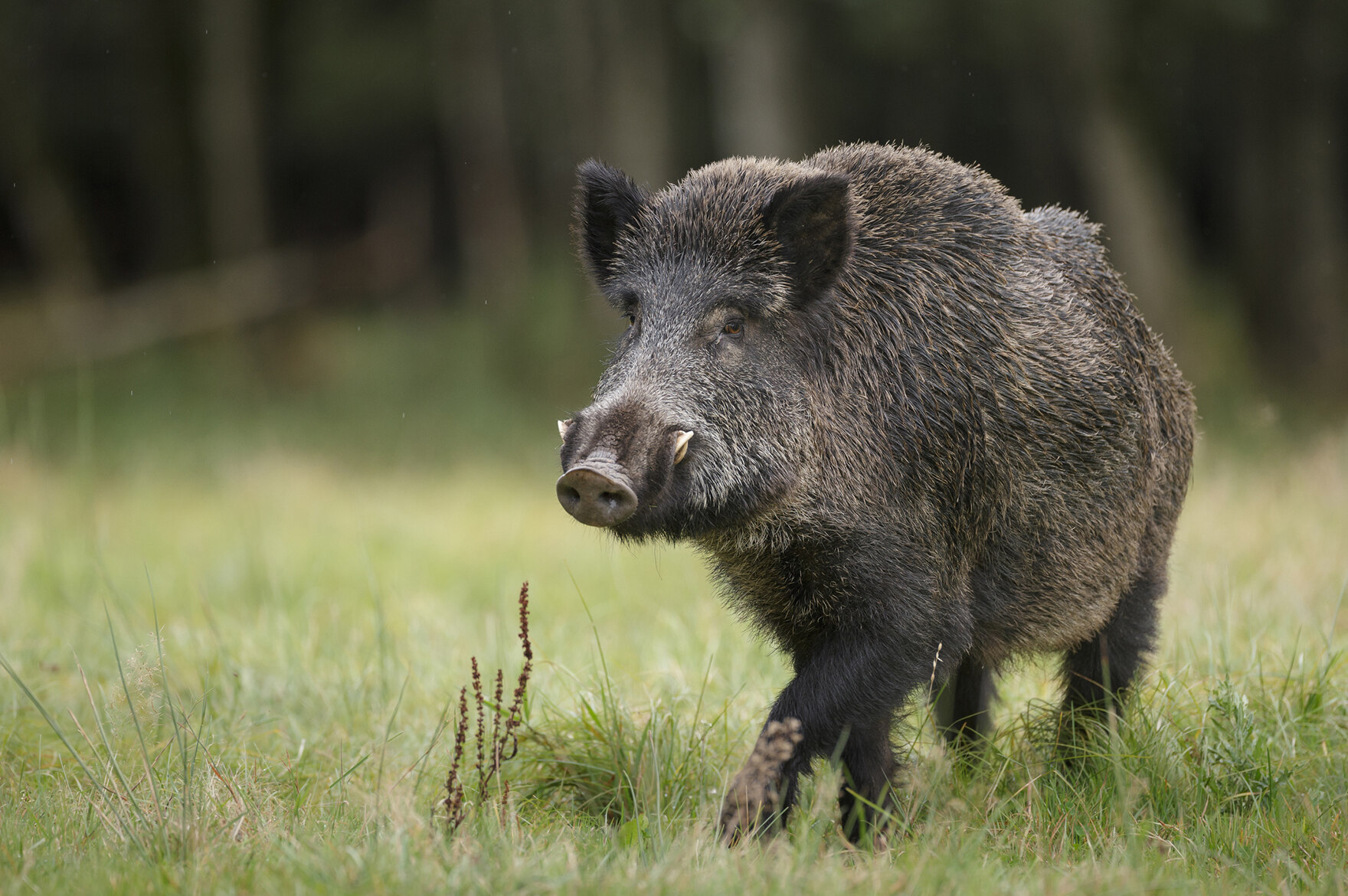 Ein Wildschwein in freier Wildbahn auf der Wiese, im Hintergrund sind Bäume zu erkennen