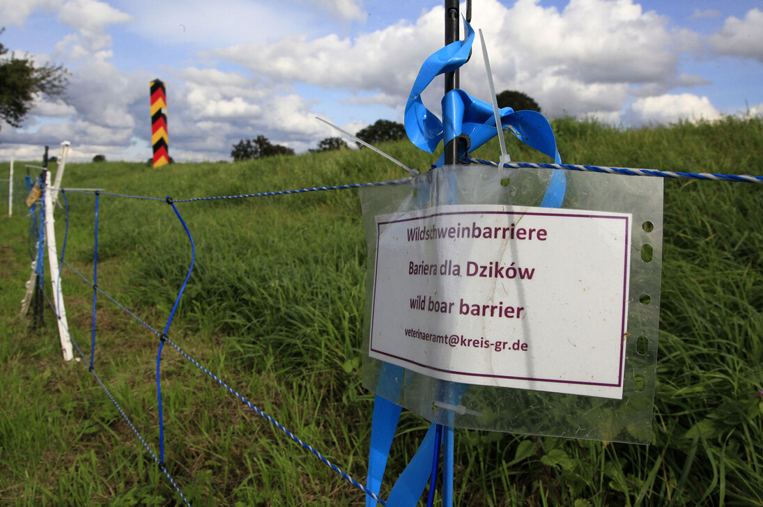 Wildbarriere an einer Wiese im sächsischen Grenzgebiet zu Polen zum Schutz vor der Afrikanischen Schweinepest 