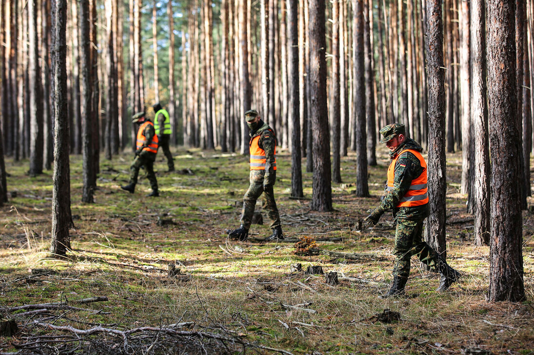 Fallwildsuche im Wald: Vier Männer einer Suchstaffel schreiten ein Waldstück ab und suchen nach Wildschweinkadavern.