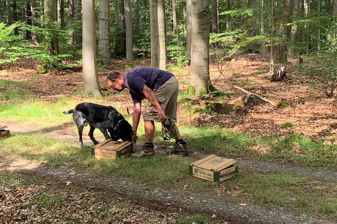 Ein Hundehalter bückt sich auf einem Waldweg zu seinem Hund, der an einer Holzkiste schnüffelt.