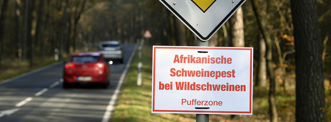 Ausbreitung der Afrikanischen Schweinepest