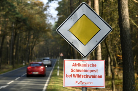 Unter einem Hauptstraßenschild an einer Landstraße durch Waldgebiet hängt ein Warnschild mit der Aufschrift: Afrikanische Schweinepest bei Wildschweinen - Pufferzone