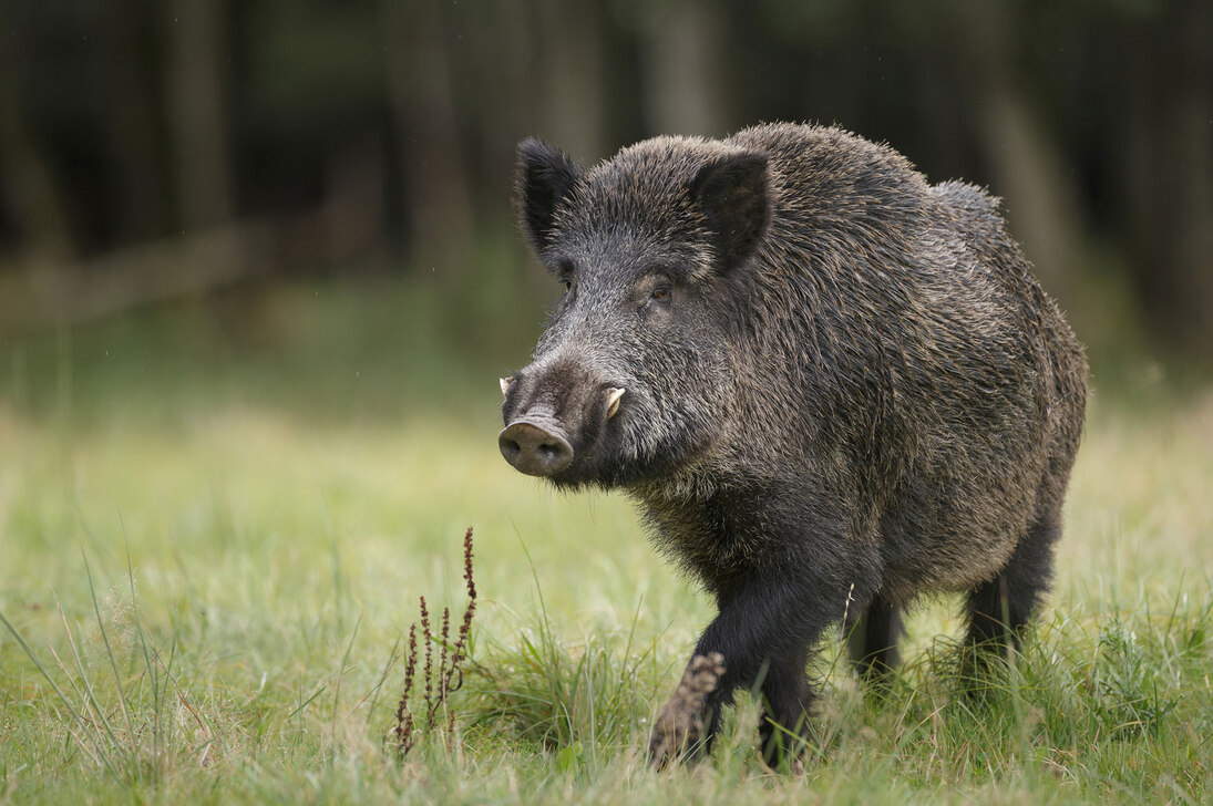 Erster Wildschweinfund: Ausbruch der Afrikanischen Schweinepest in Sachsen