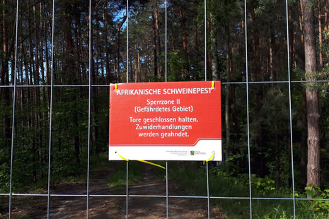 Hinweisschild zur Sperrzone 2 (Gefährdetes Gebiet) am Wildabwehrzaun, der eine Ausbreitung der Afrikanischen Schweinepest (ASP) verhindern soll,