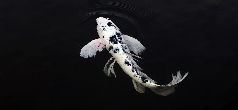 Foto von Koi, der in meinem Wasser schwimmt