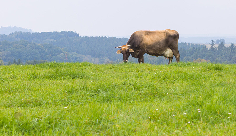 Eine braune Kuh steht auf der Weide und grast.