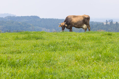 Eine braune Kuh steht auf der Weide und grast.