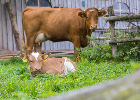 2 Kühe auf einer Wiese. Eine steht, die andere liegt davor. Man sieht einen Zaun