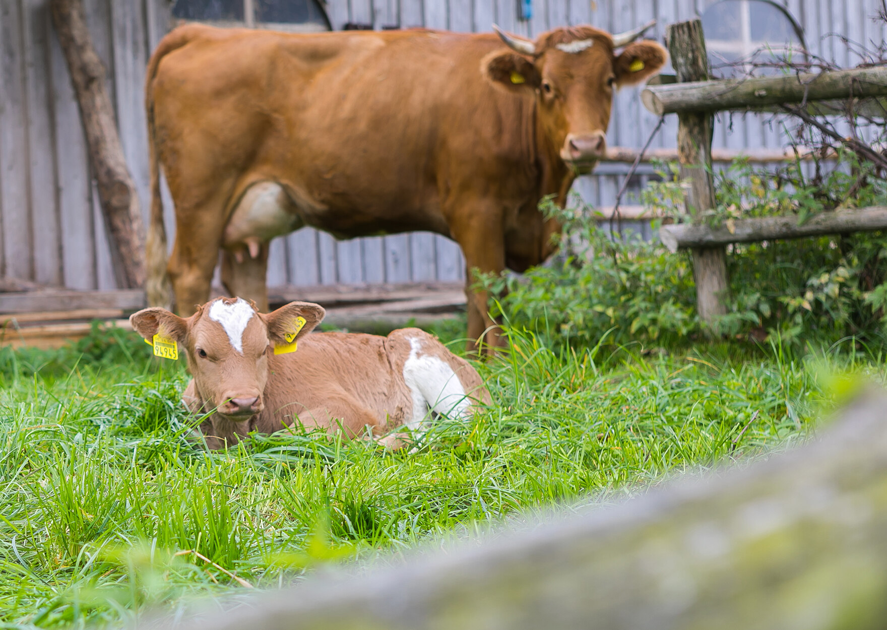 2 Kühe auf einer Wiese. Eine steht, die andere liegt davor. Man sieht einen Zaun