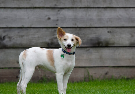 Junger Hund steht auf Wiese