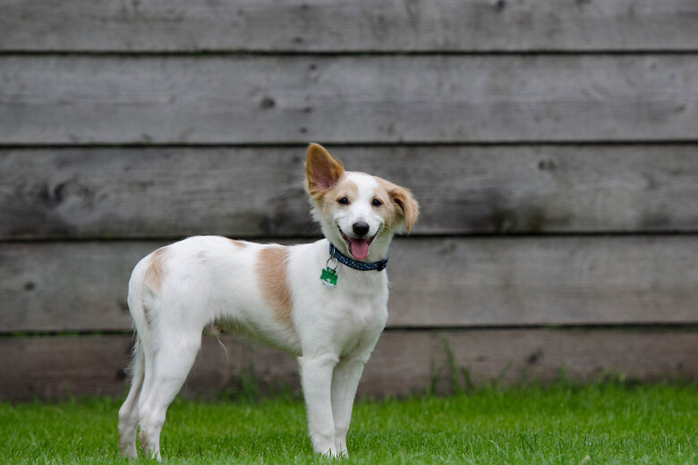 Junger Hund steht auf Wiese