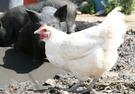 Foto von einem Huhn. Dahinter sieht man Schweine