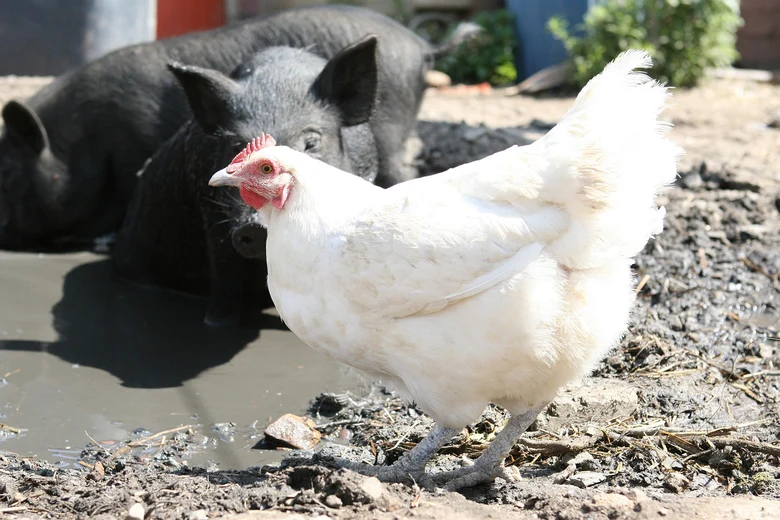 Foto von einem Huhn. Dahinter sieht man Schweine