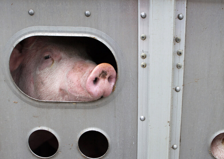 Schwein beim Tiertransport in einer grauen Metalbox. Man sieht die Schnauze des Schweins durch eine Öffnung