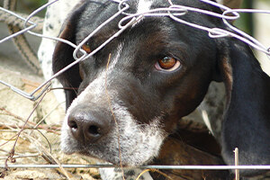 Trauriger Hund hinter einem Zaun