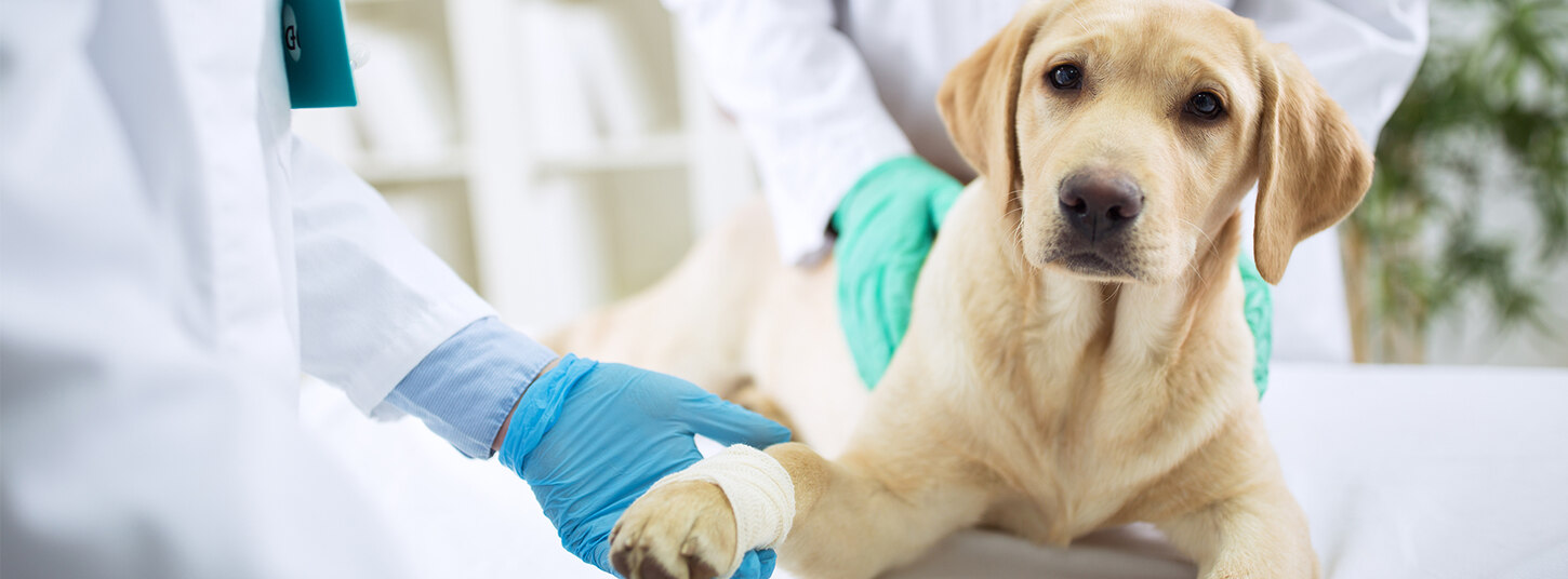 Hund liegt beim Tierarzt und schaut in die Kamera. Tierärztin hält die verbundene Pfote in der Hand.